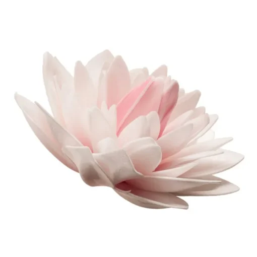 Dahlia rose géant azyme