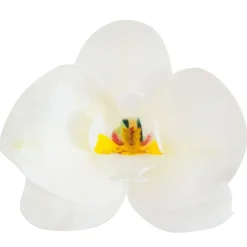 Orchidées blanches azyme (x10)